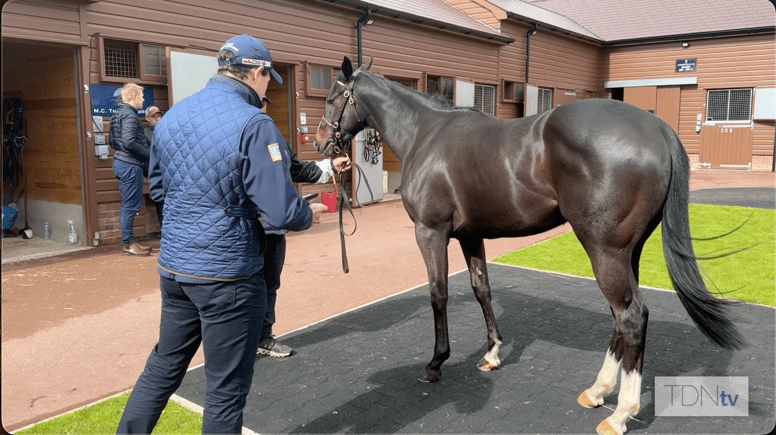 Behind the Scenes with a Bloodstock Agent